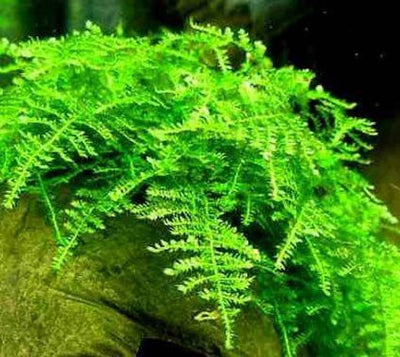 Improving Water Quality In Your Aquarium With Live Aquatic Plants