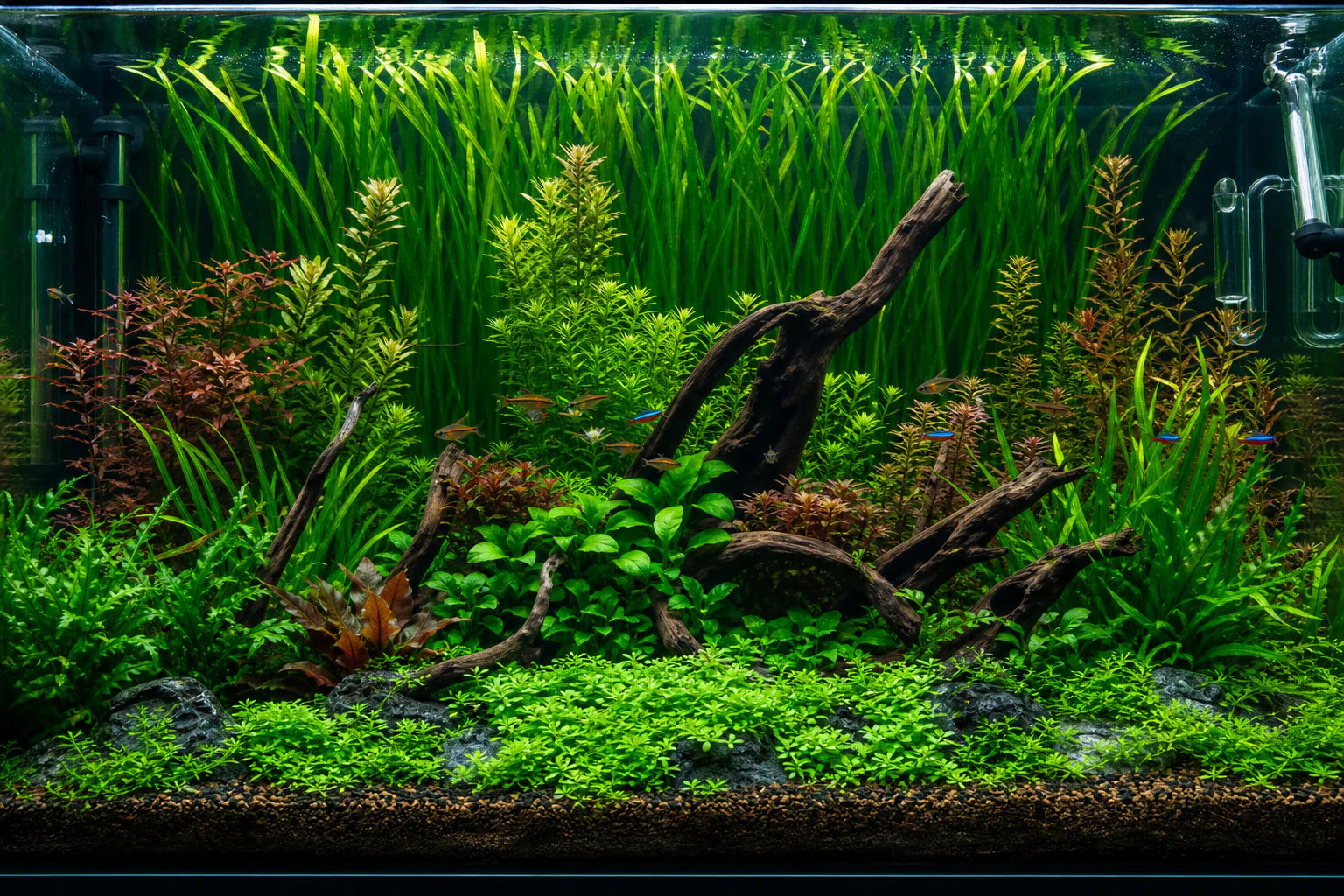 Best Background Aquarium Plants: 10 Tall Species for the Back of Your Tank