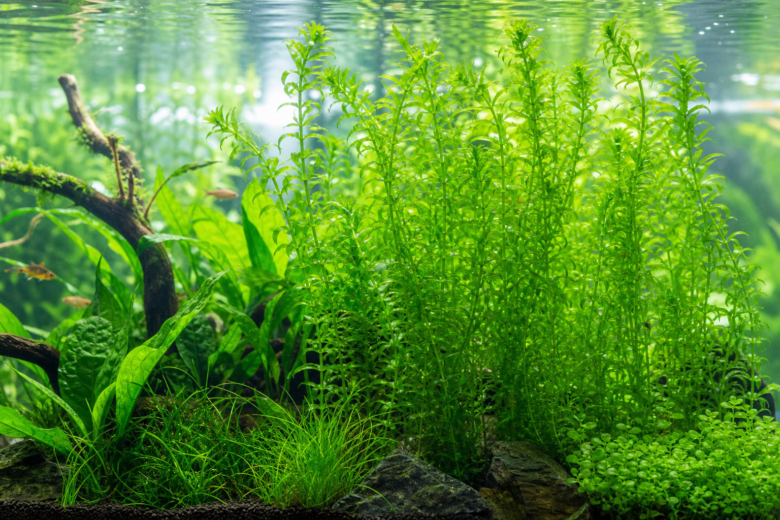Elodea Egeria Plant Care Guide