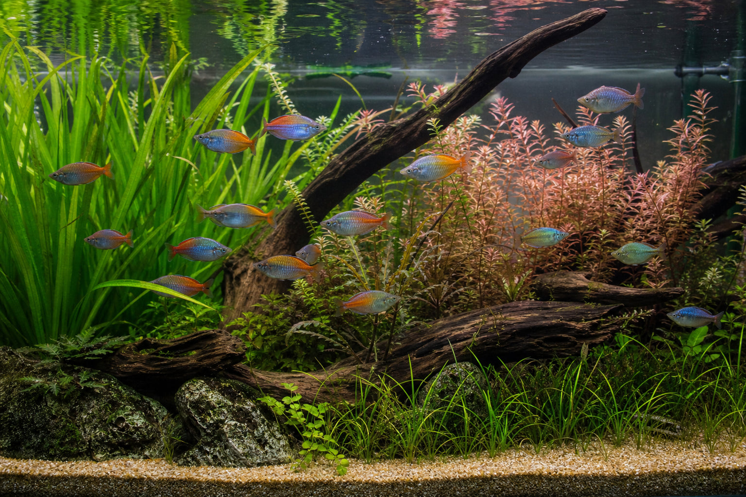 Best Aquarium Plants for Rainbowfish: Colorful Tank Setup Guide