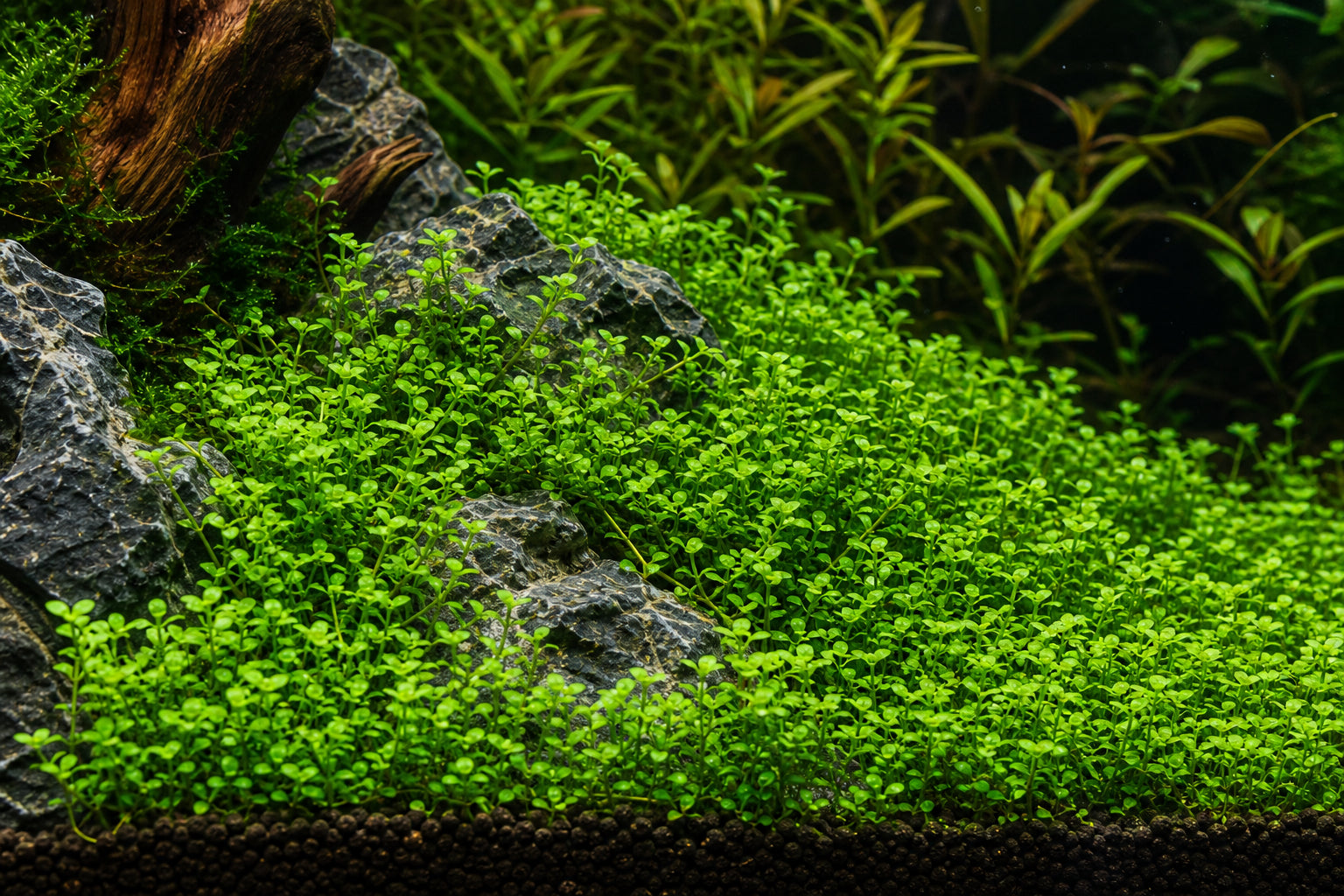 Pearlweed Hemianthus micranthemoides Care Guide