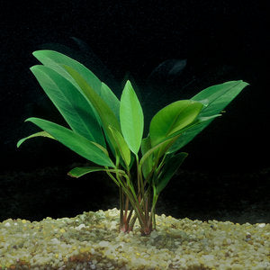 Live Aquarium Plants