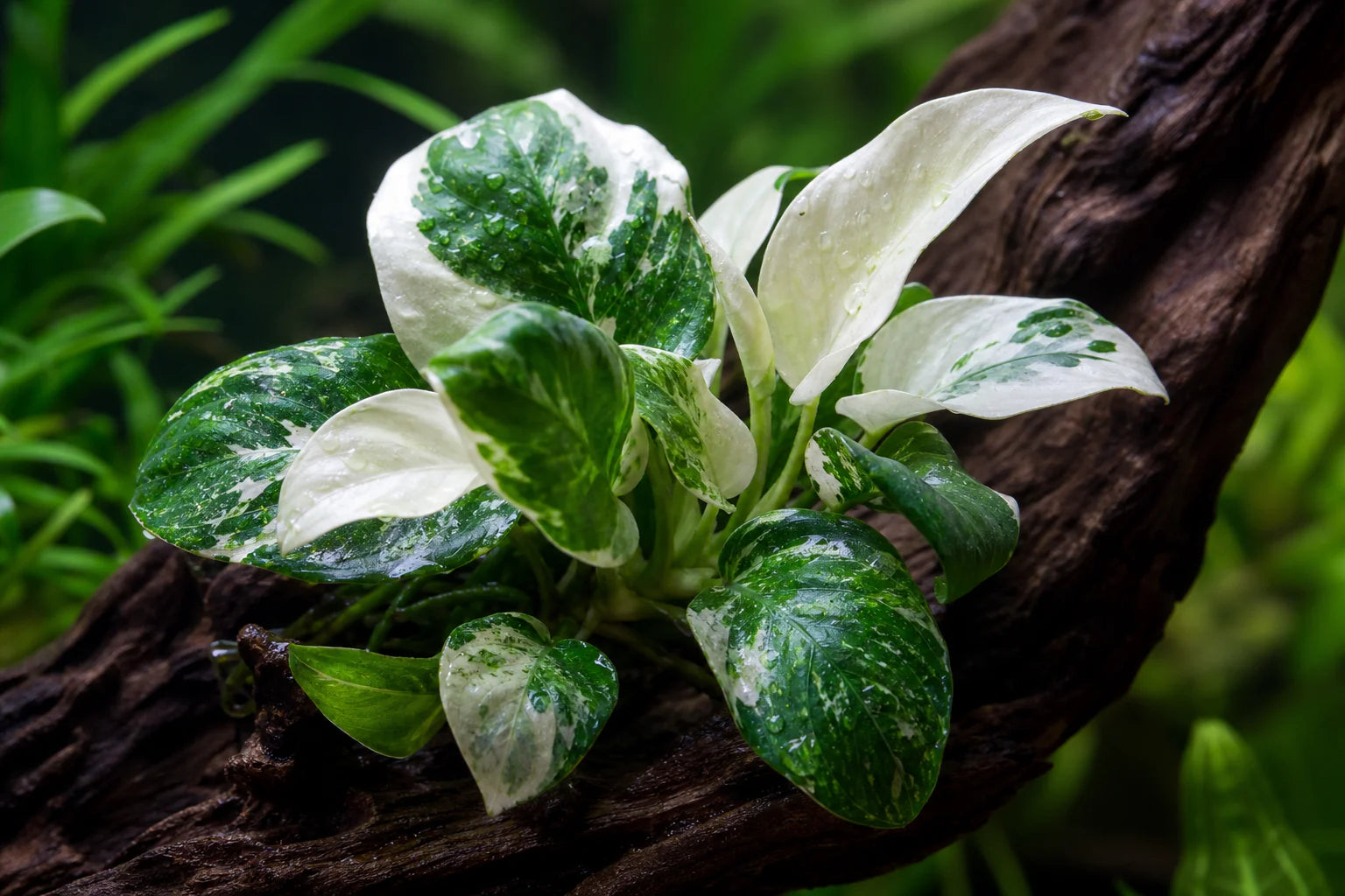 Anubias White Rose: Care Guide for This Rare Variegated Anubias