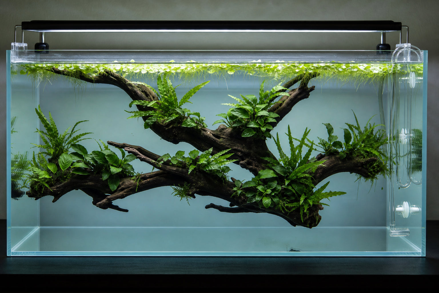 Aquarium Plants That Don't Need Substrate: Epiphytes, Floaters & Column Feeders