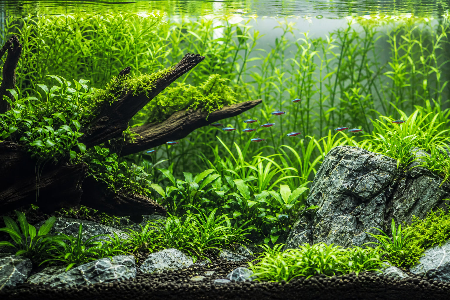 Why Are My Aquarium Plants Not Green? 7 Common Causes