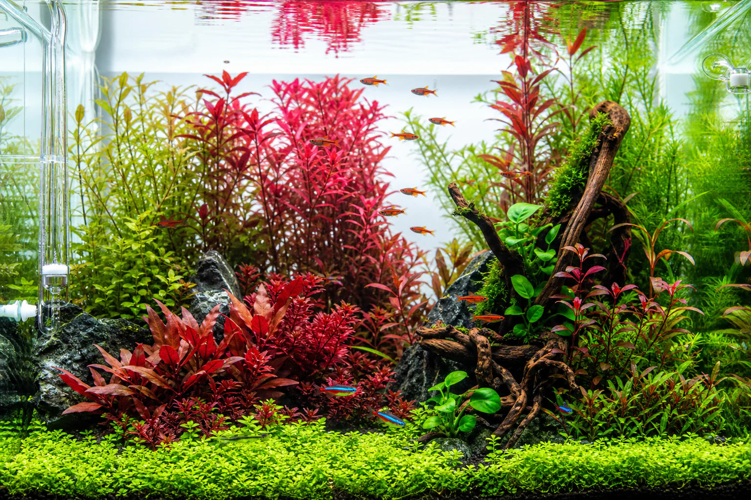 Best Red Aquarium Plants: 12 Stunning Species for a Colorful Planted Tank