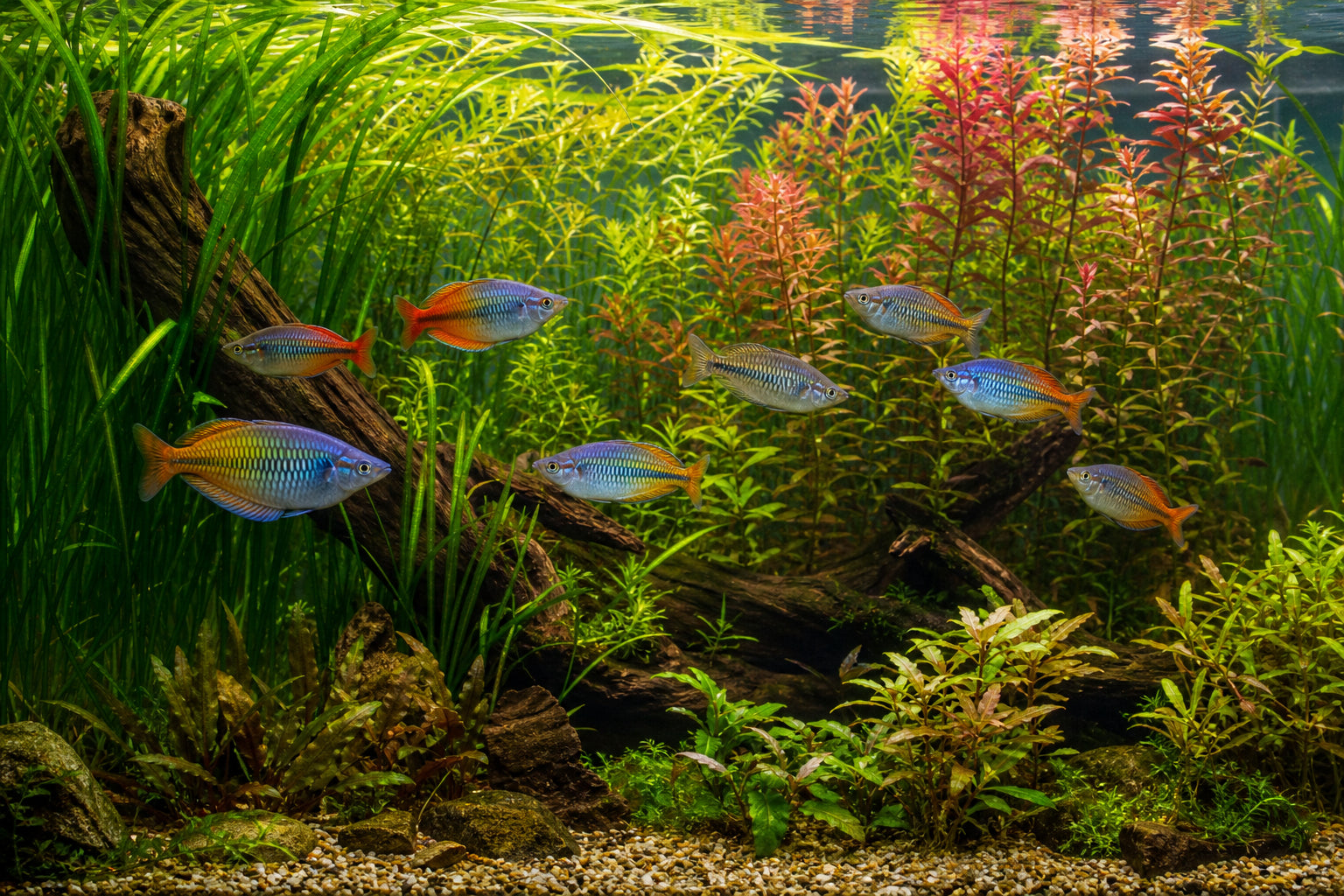 Best Aquarium Plants for Rainbowfish: Colorful Tank Setup Guide