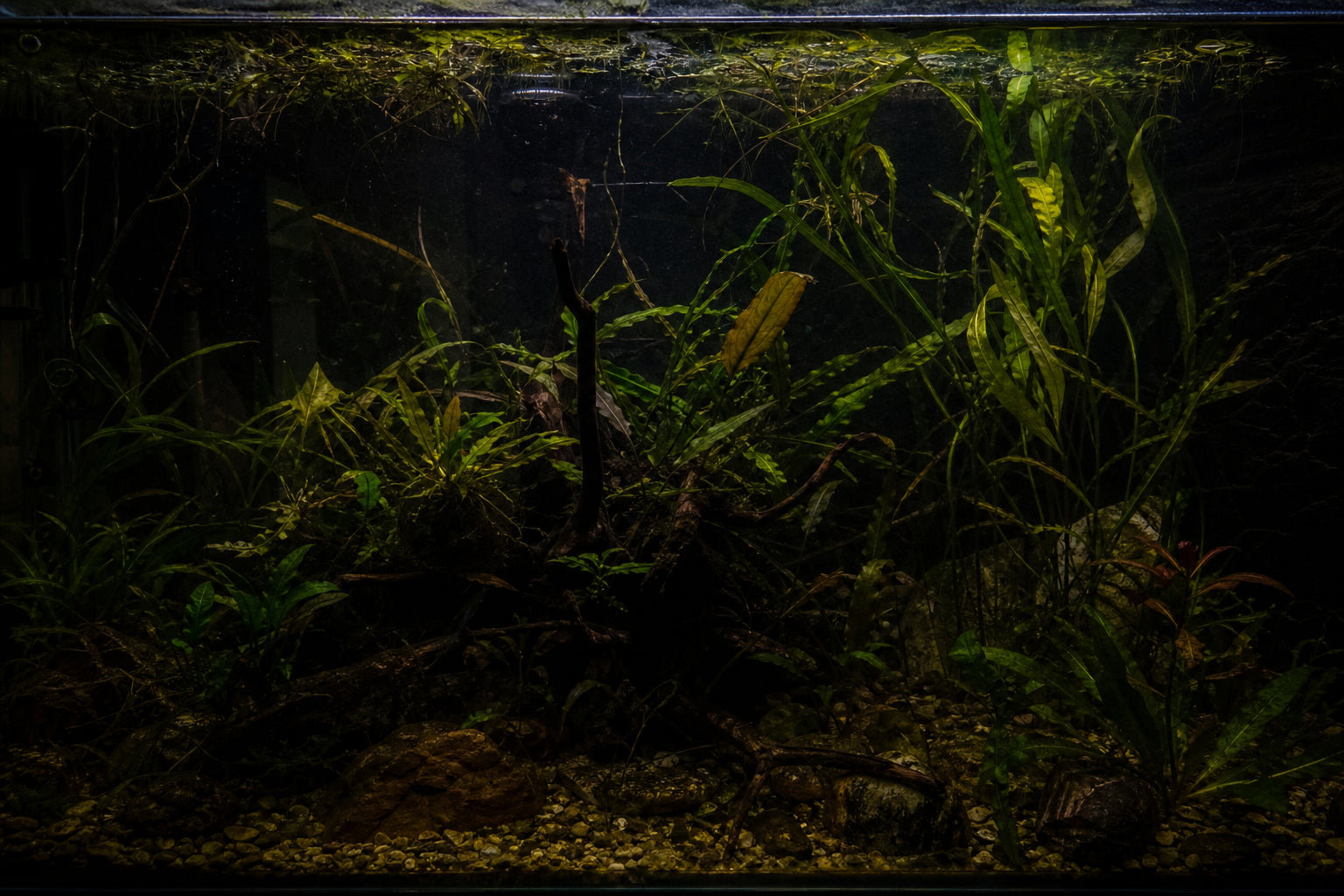 How Long Can Aquarium Plants Survive Without Light?