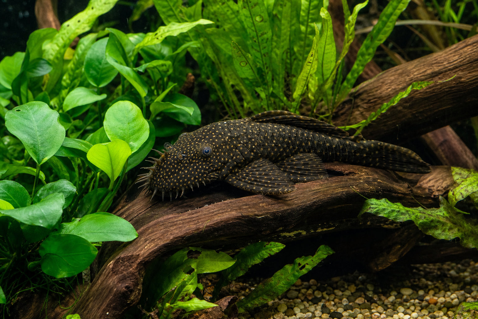 Best Aquarium Plants for Pleco Tanks: Hardy Species That Survive