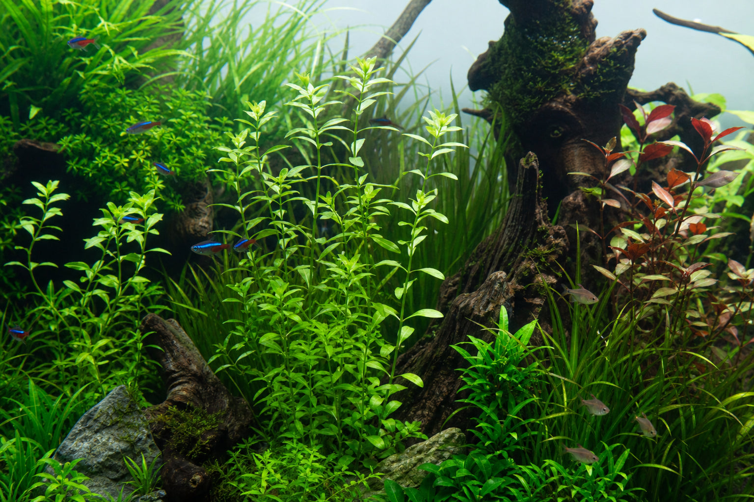 Hygrophila Polysperma Care Guide