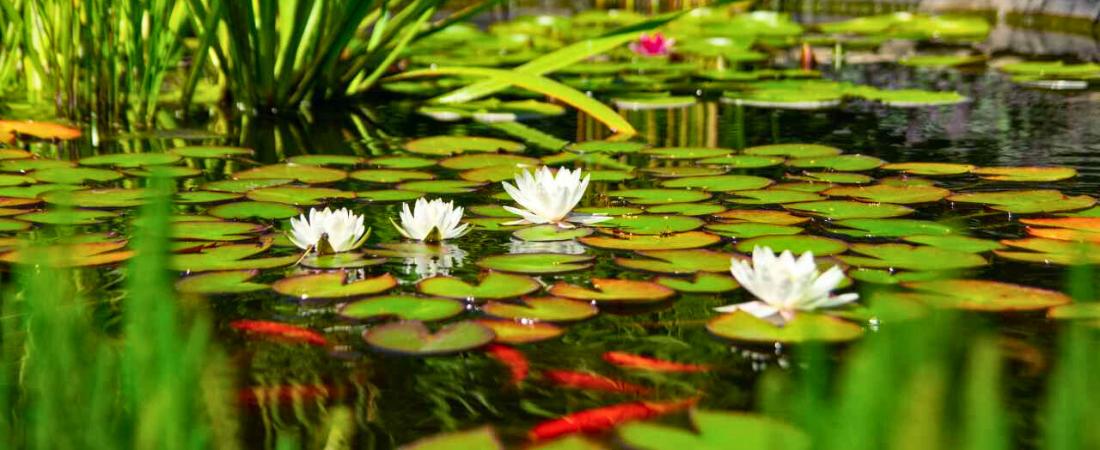 Pond Plants