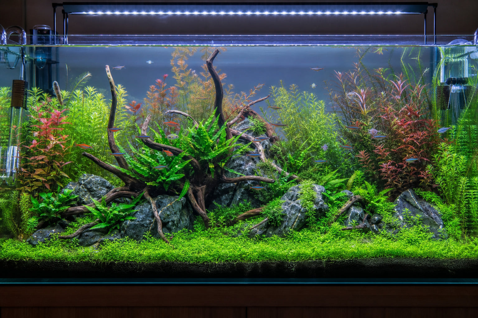 Best Aquarium Plants for 75-Gallon Tanks: Complete Stocking Guide
