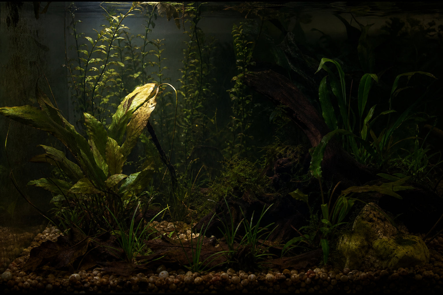 How Long Can Aquarium Plants Survive Without Light?