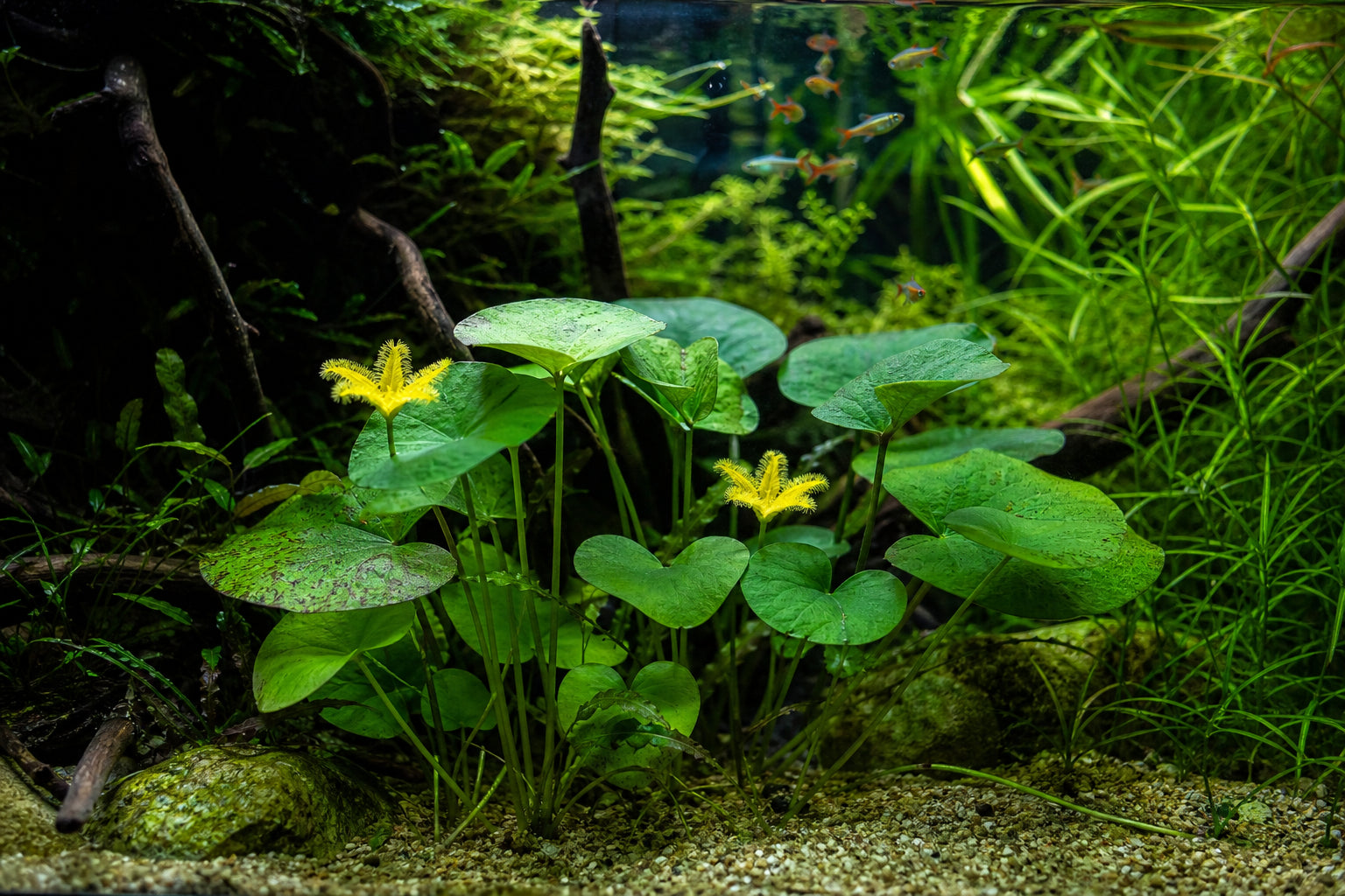 Banana Lily Plant Nymphoides aquatica Care Guide