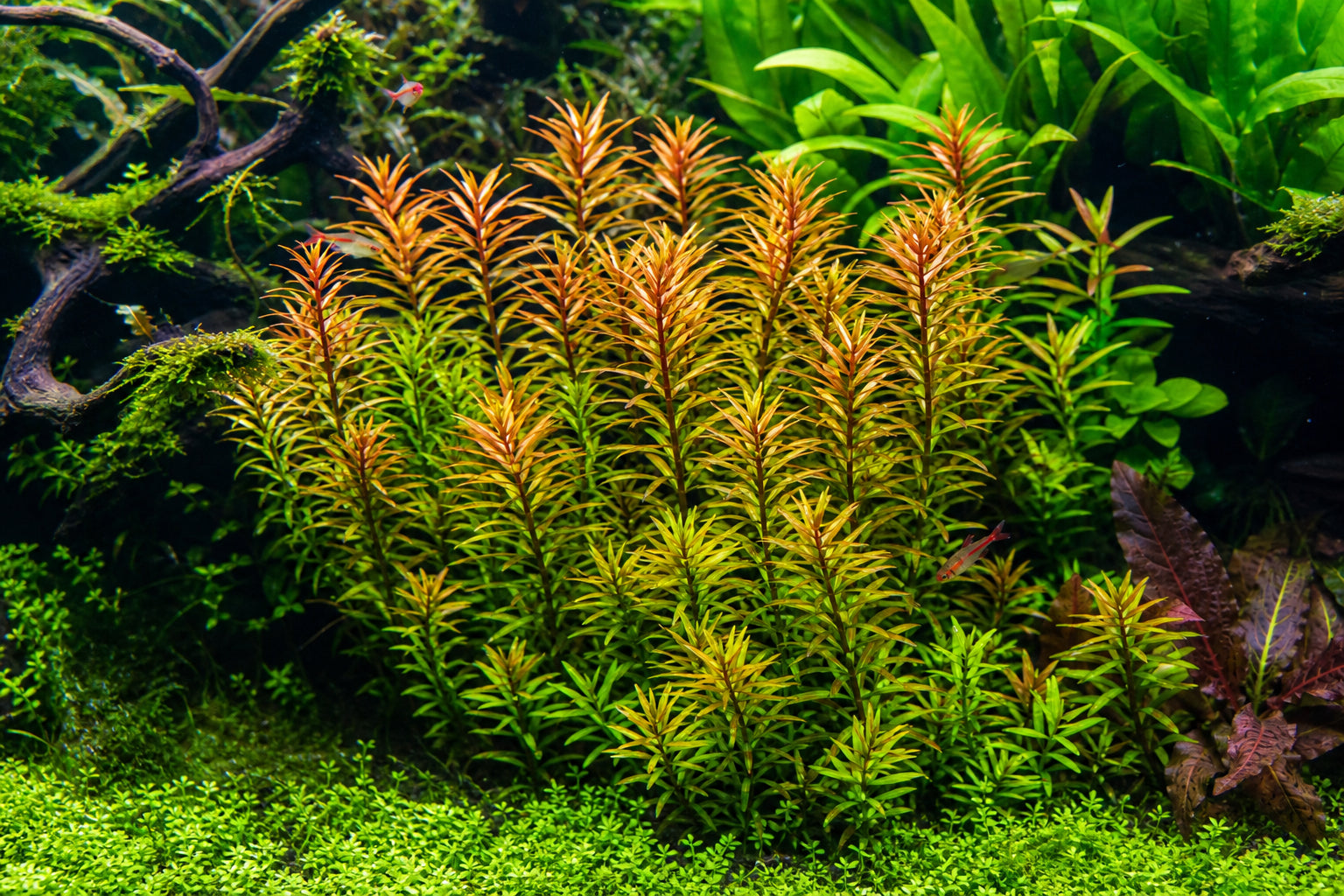 Rotala Indica Care Guide