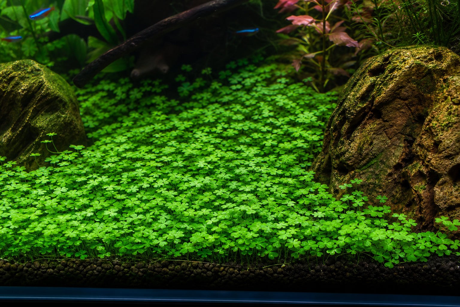 Marsilea Hirsuta Care Guide