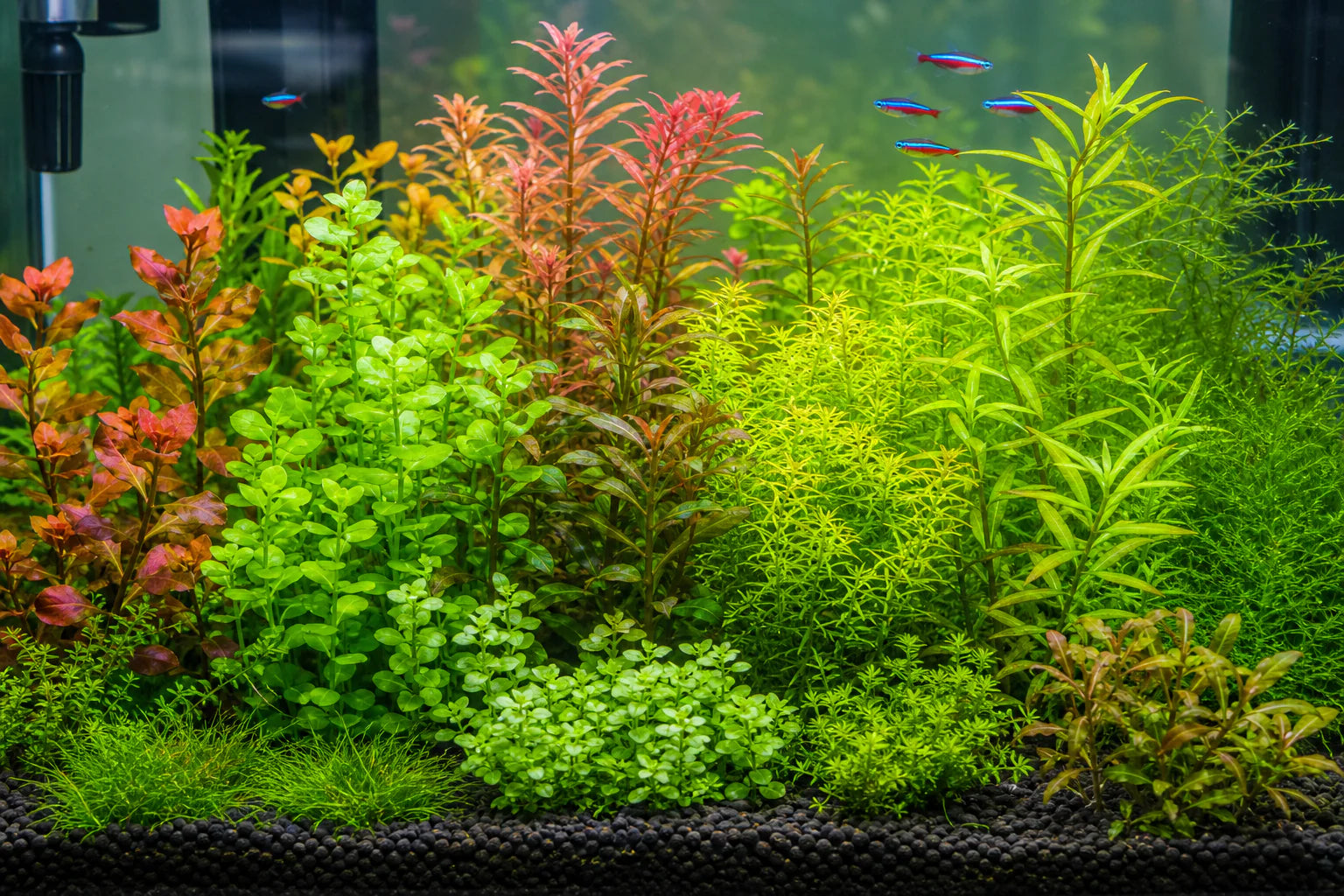 Easy Stem Plants for Beginners: 10 Species That Grow Without Fuss