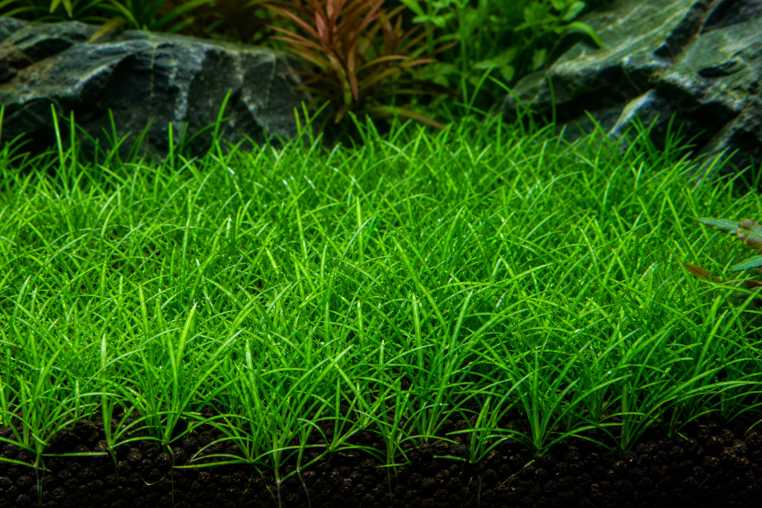 Dwarf Sagittaria Care Guide