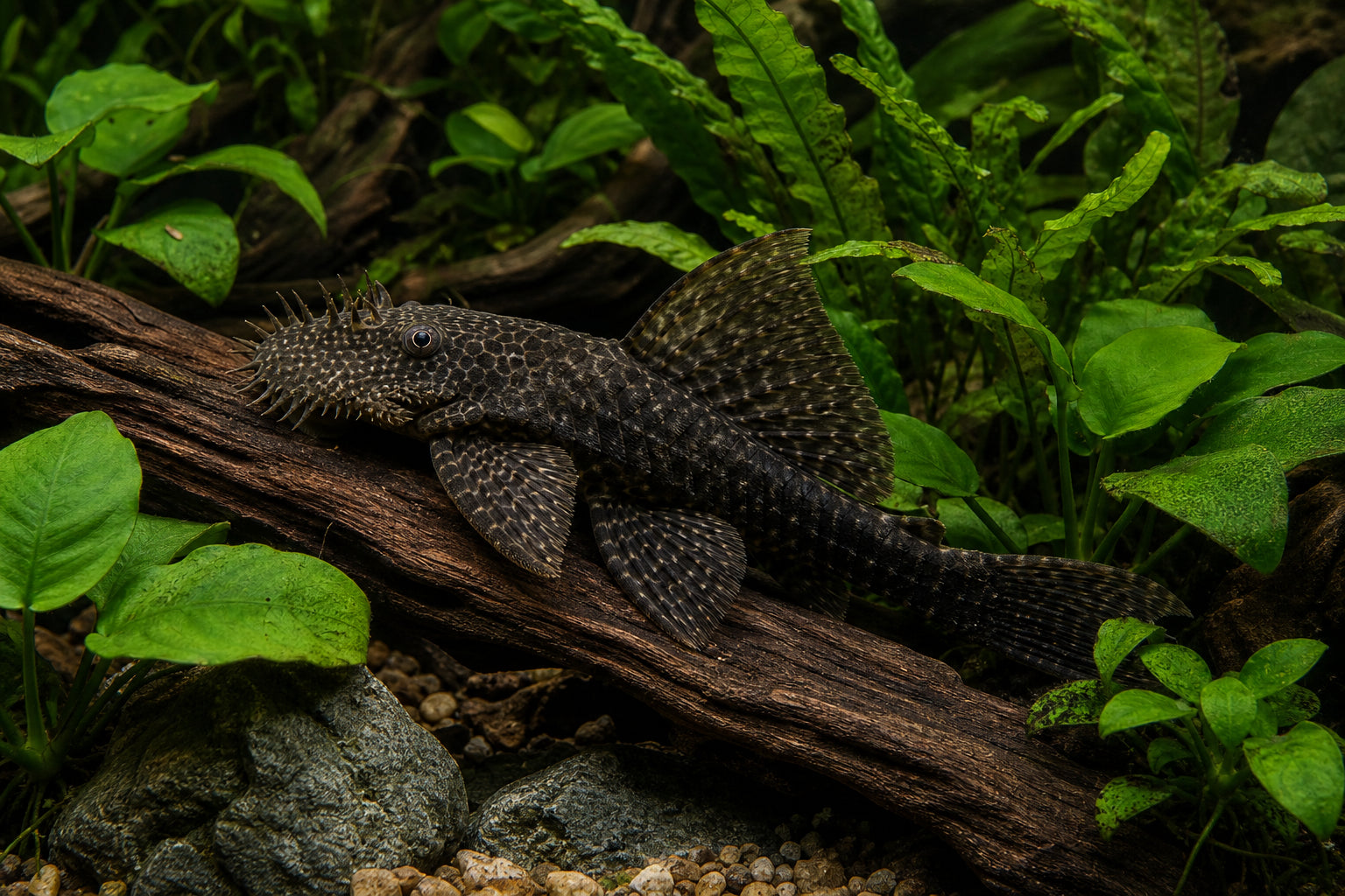 Best Aquarium Plants for Pleco Tanks: Hardy Species That Survive