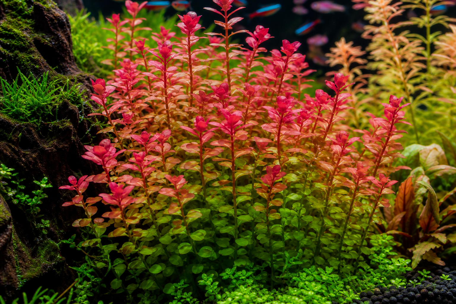 Rotala rotundifolia stems showing green to red color gradient in planted aquarium