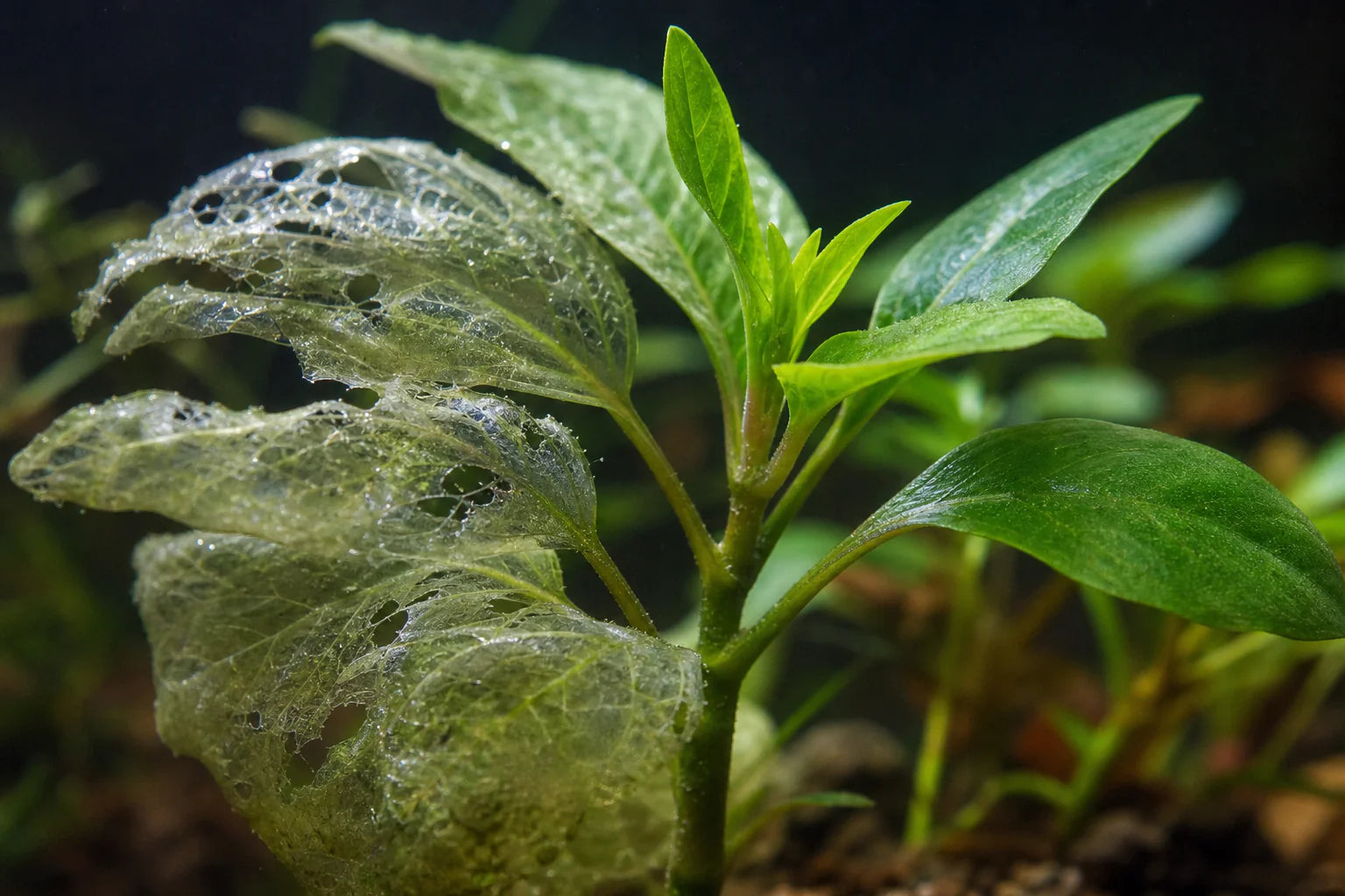 Aquarium Plant Melt: Why It Happens and What to Do About It