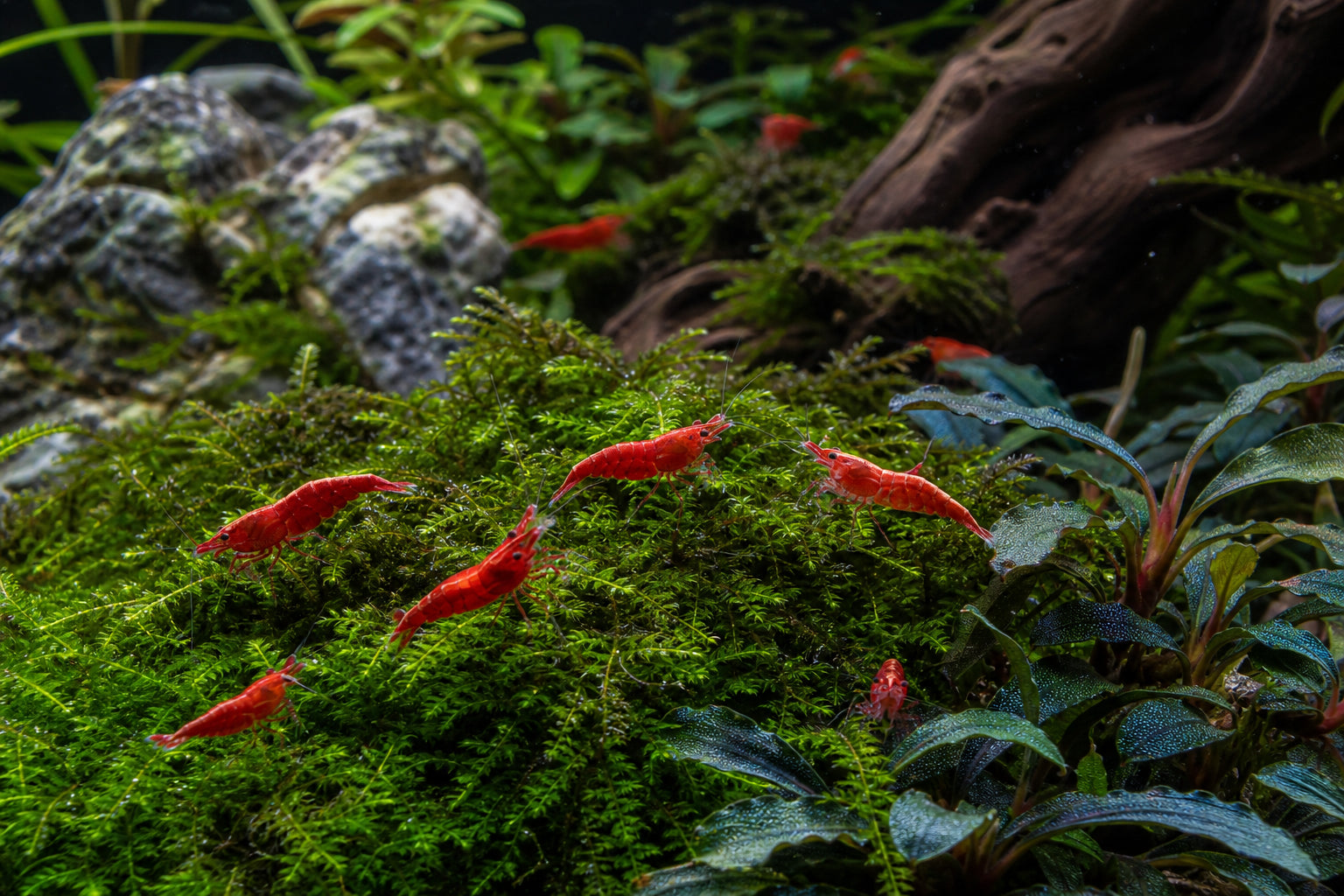 Best Plants for Shrimp Tanks
