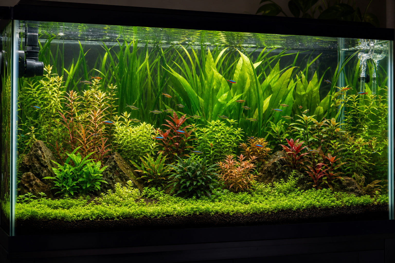 Best Aquarium Plants for 55-Gallon Tanks: Complete Stocking Guide
