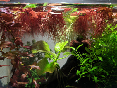Red Root Floater: An Aquatic Delight for Your Aquarium