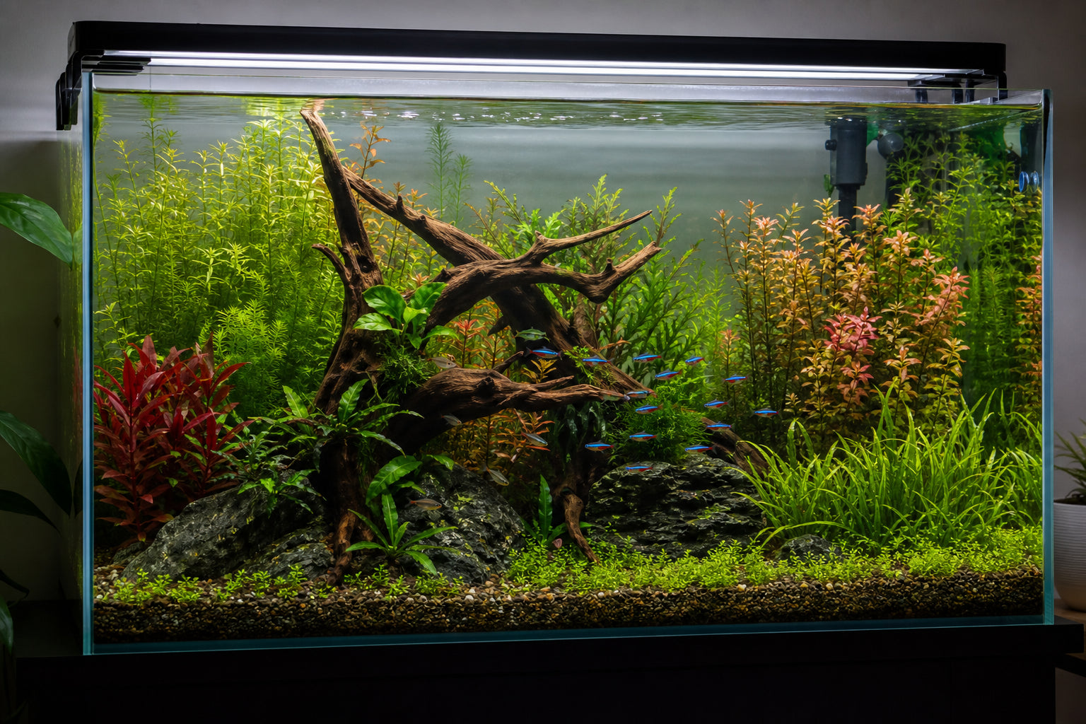 Best Aquarium Plants for 40-Gallon Tanks: Complete Stocking Guide