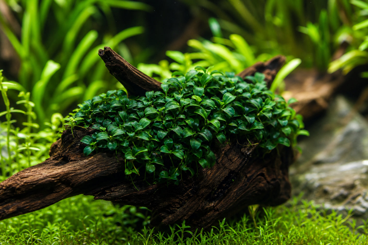 Anubias Nana Petite: The Ultimate Nano Aquarium Plant Care Guide