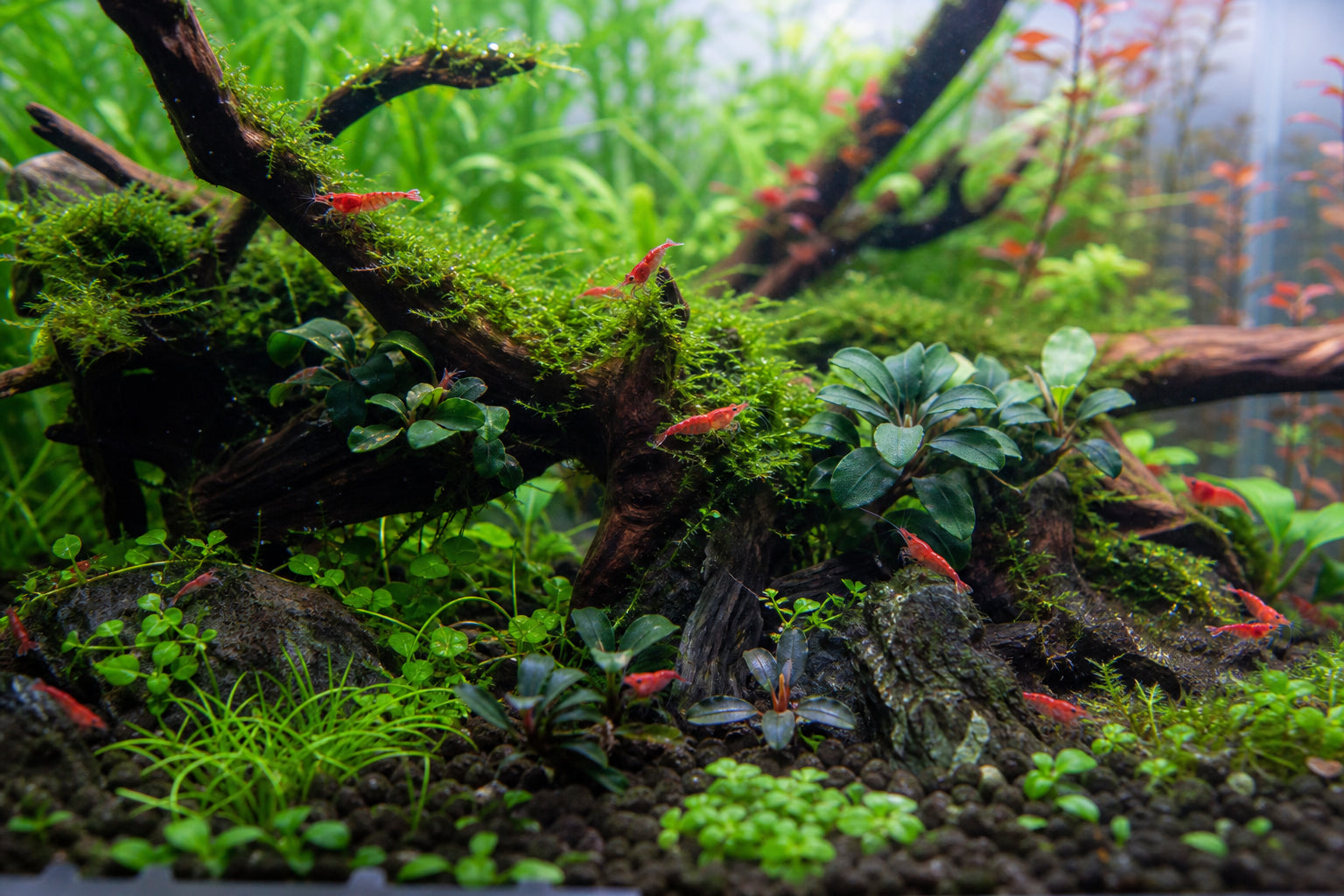 Best Aquatic Plants for Shrimp Tanks: A Complete Guide
