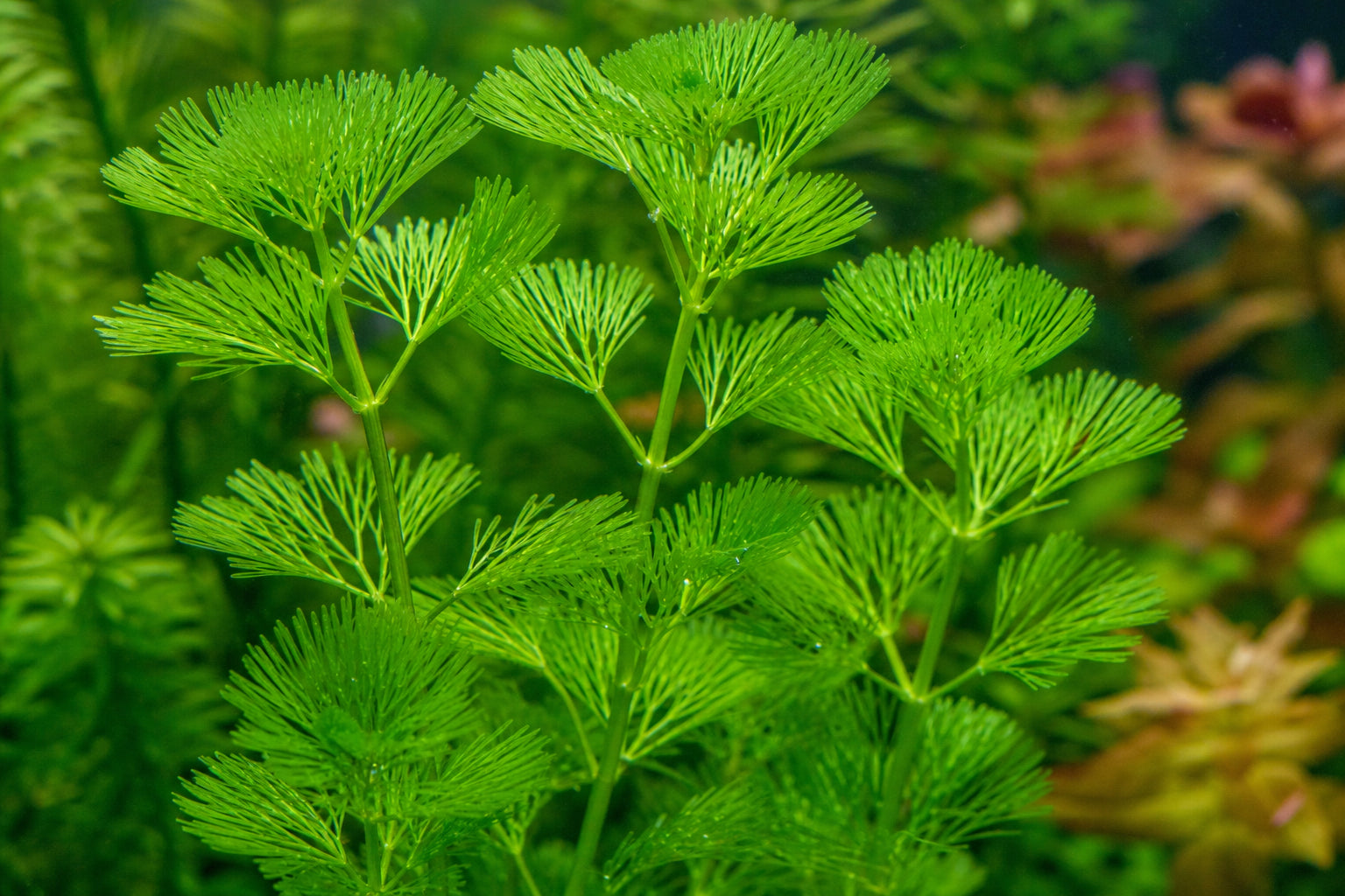 Cabomba Plant Care Guide: Growing Cabomba Caroliniana in Your Aquarium