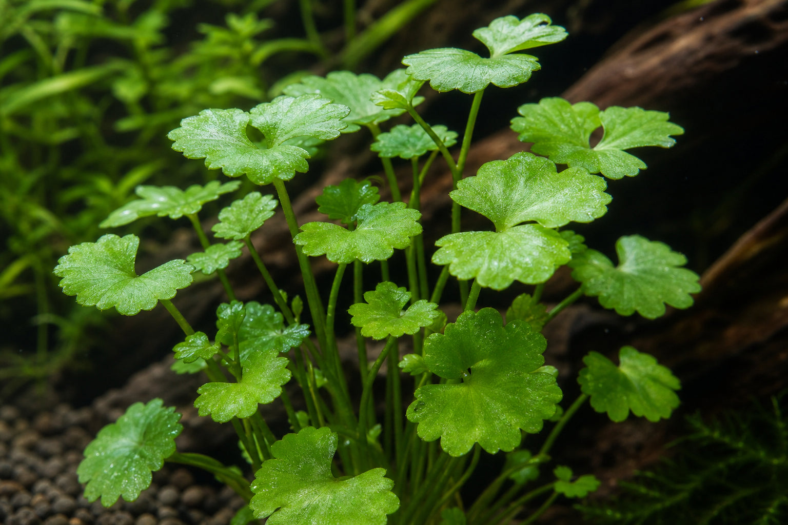 Cardamine Lyrata Care Guide: Growing Japanese Cress in Your Aquarium