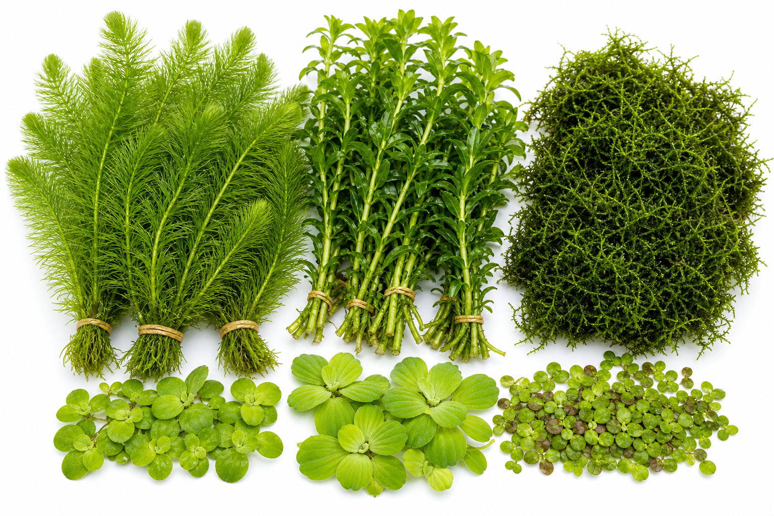 Cheap Aquarium Plants Under $10: Budget-Friendly Picks