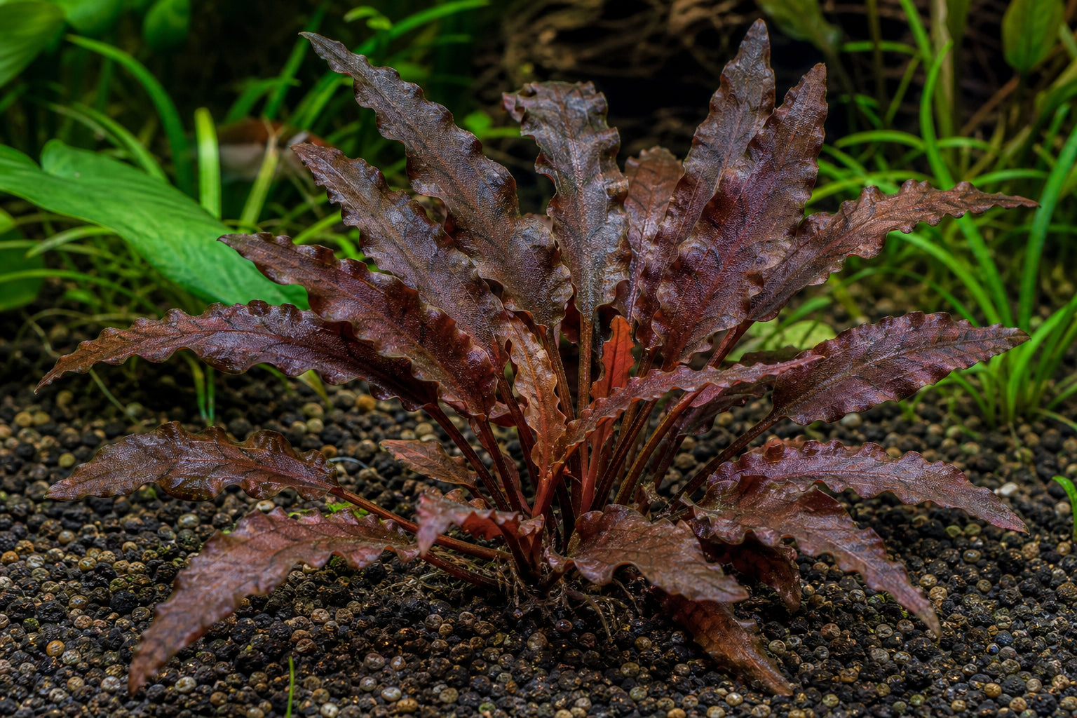 Cryptocoryne Wendtii Red: Complete Care Guide for This Hardy Crypt
