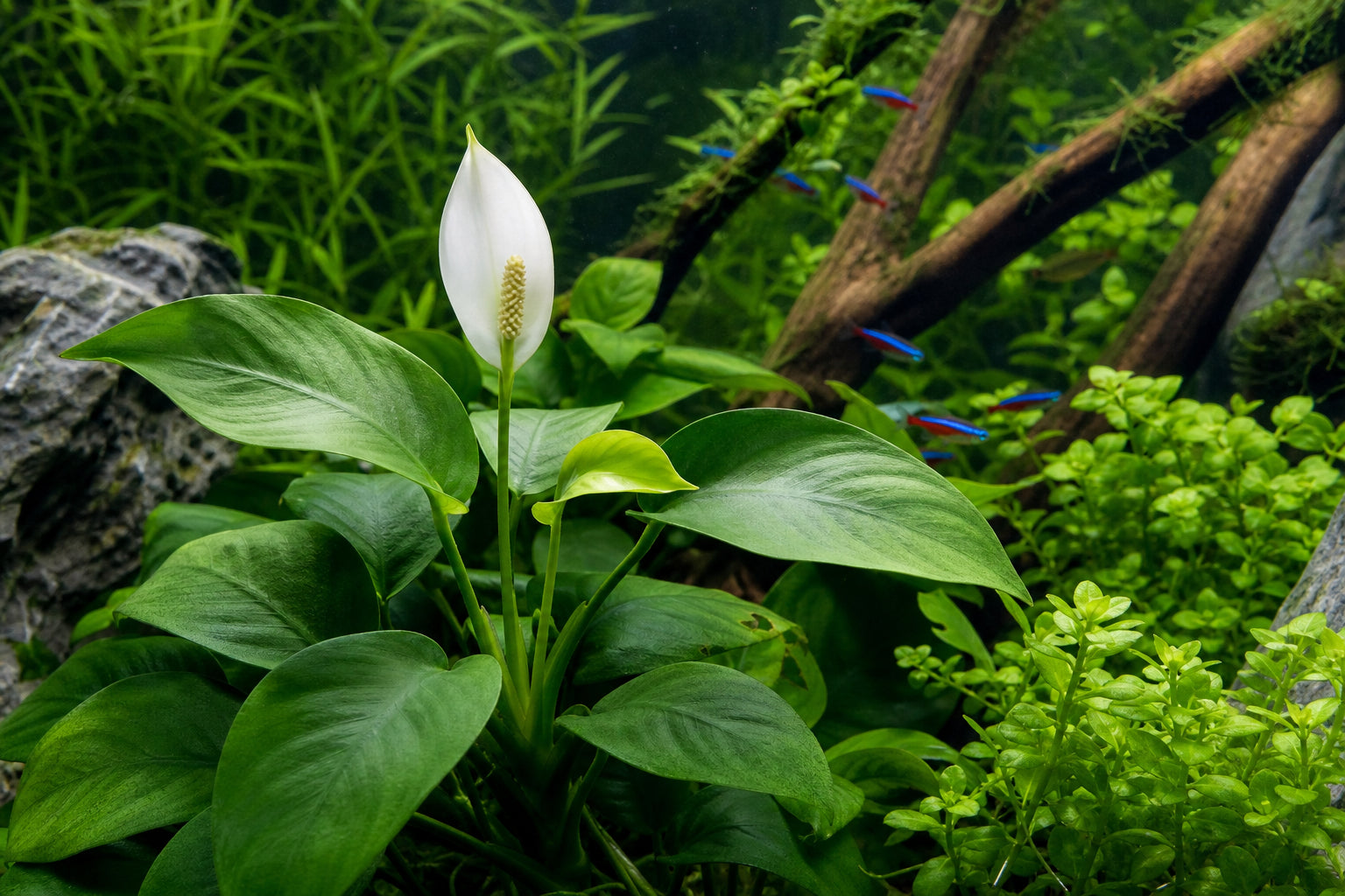 Flowering Aquarium Plants: 7 Species That Bloom Underwater