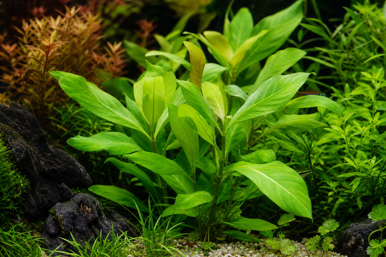 Hygrophila Corymbosa Care Guide: The Hardy Temple Plant for Aquariums