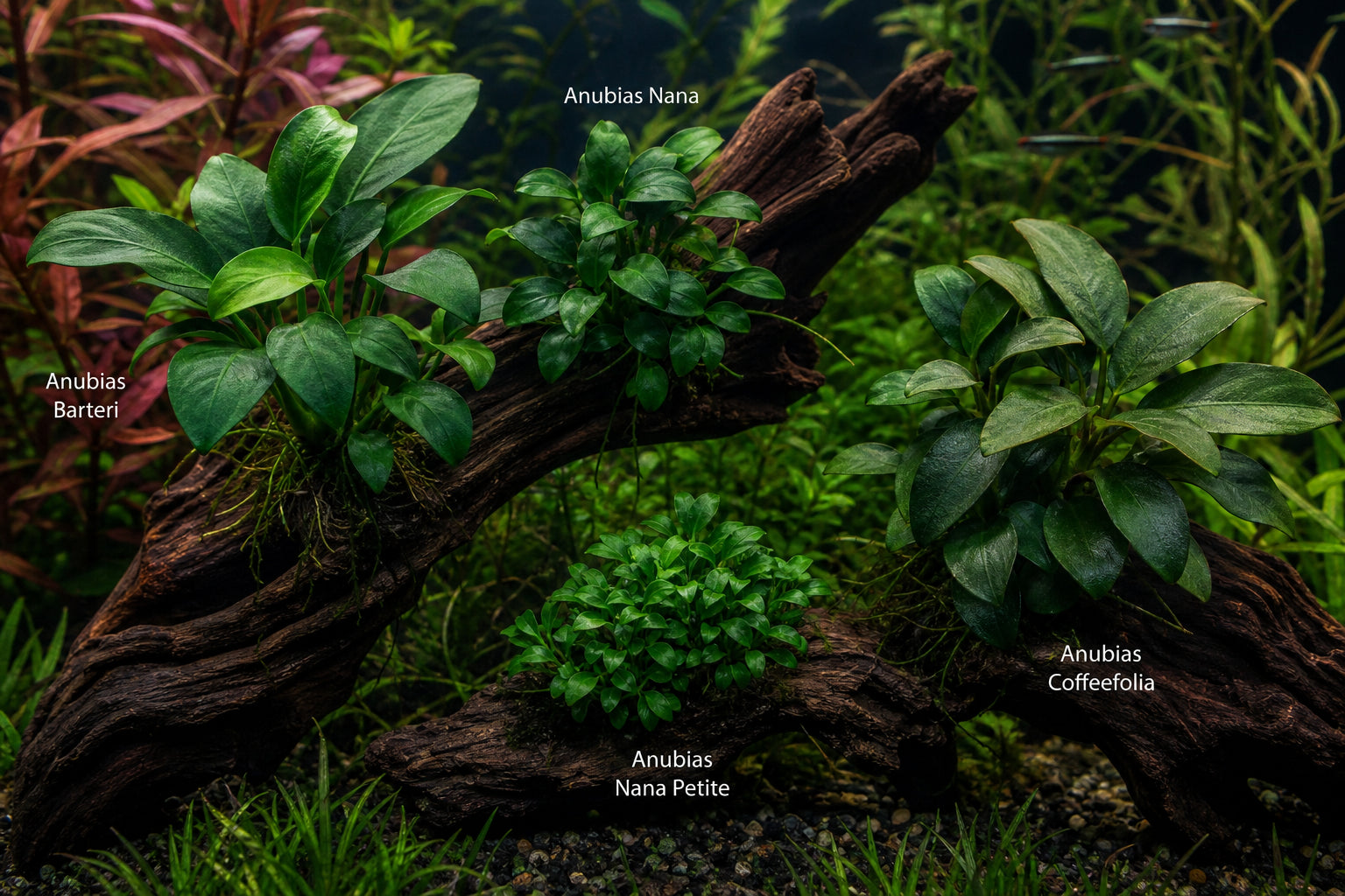 Low Light Aquarium Plants: The Complete Buyer's Guide