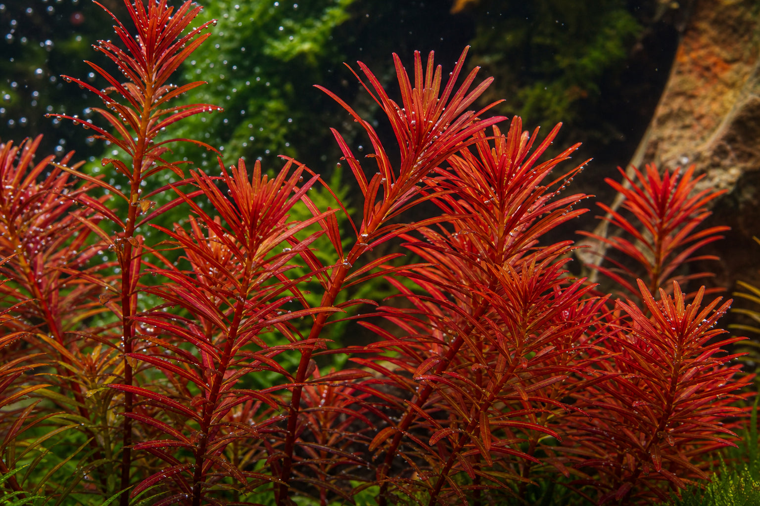 Ludwigia Arcuata Care Guide: Growing Needle Leaf Ludwigia