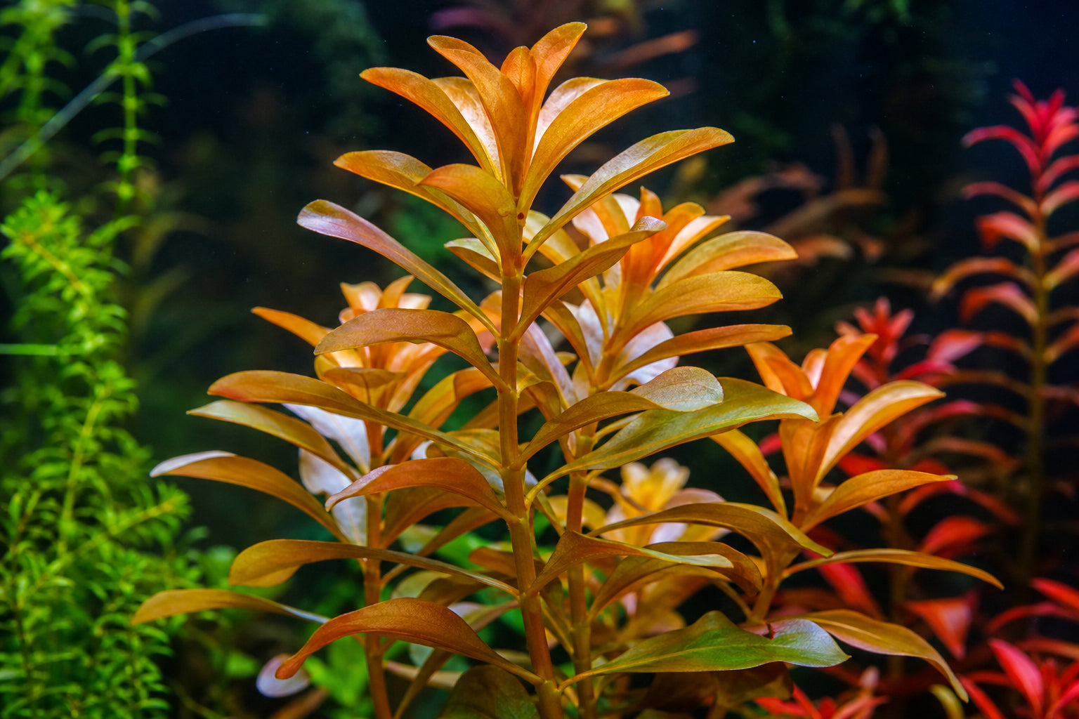 Nesaea Pedicellata 'Golden': Care Guide for This Rare Stem Plant