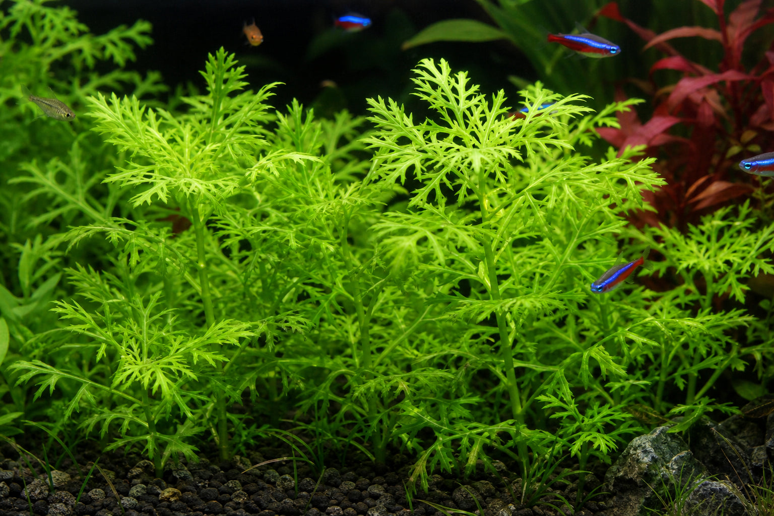 Water Wisteria Care Guide: The Fast-Growing Beginner Plant