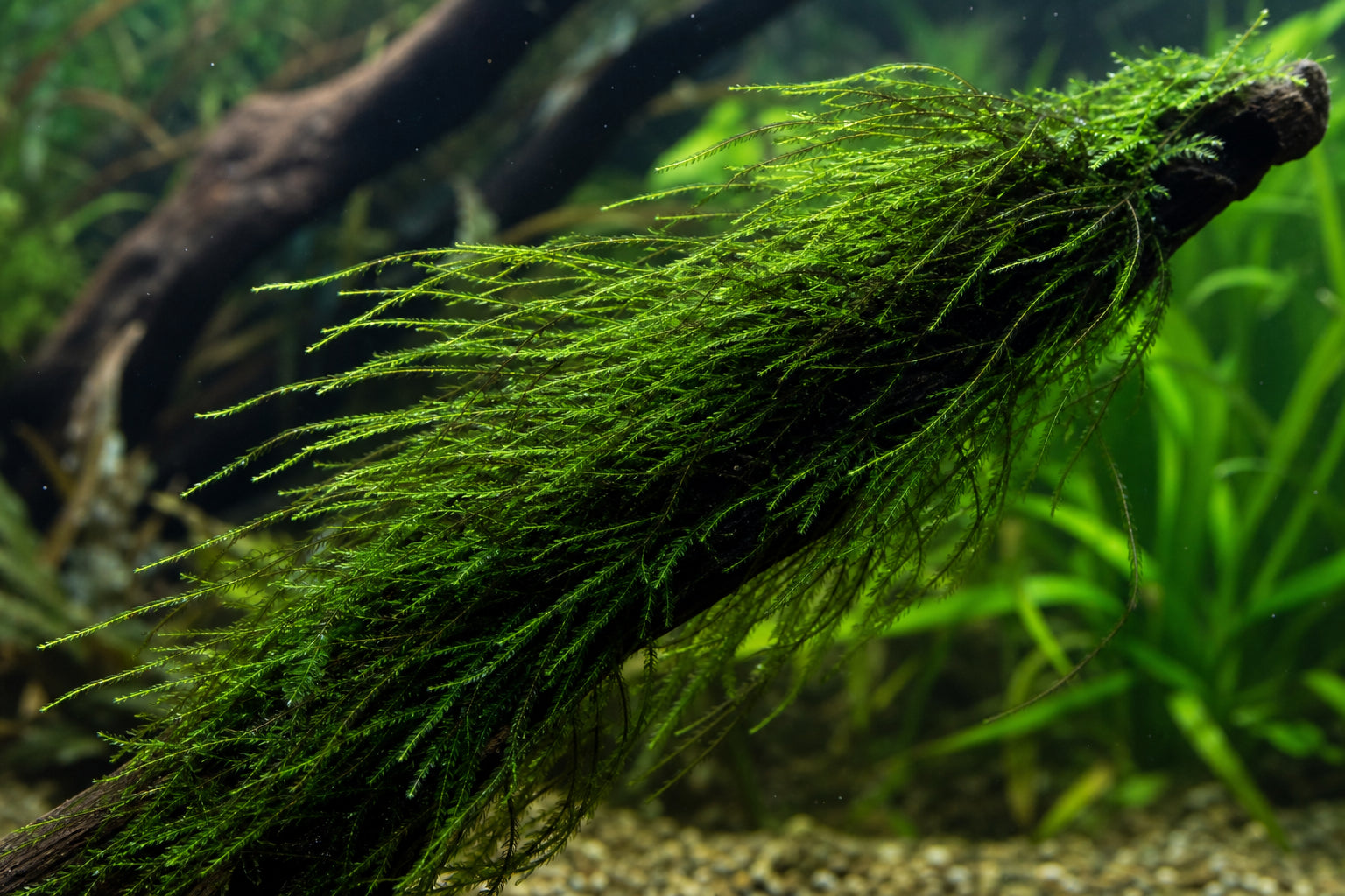Willow Moss Care Guide: How to Grow Fontinalis Antipyretica in Your Aquarium