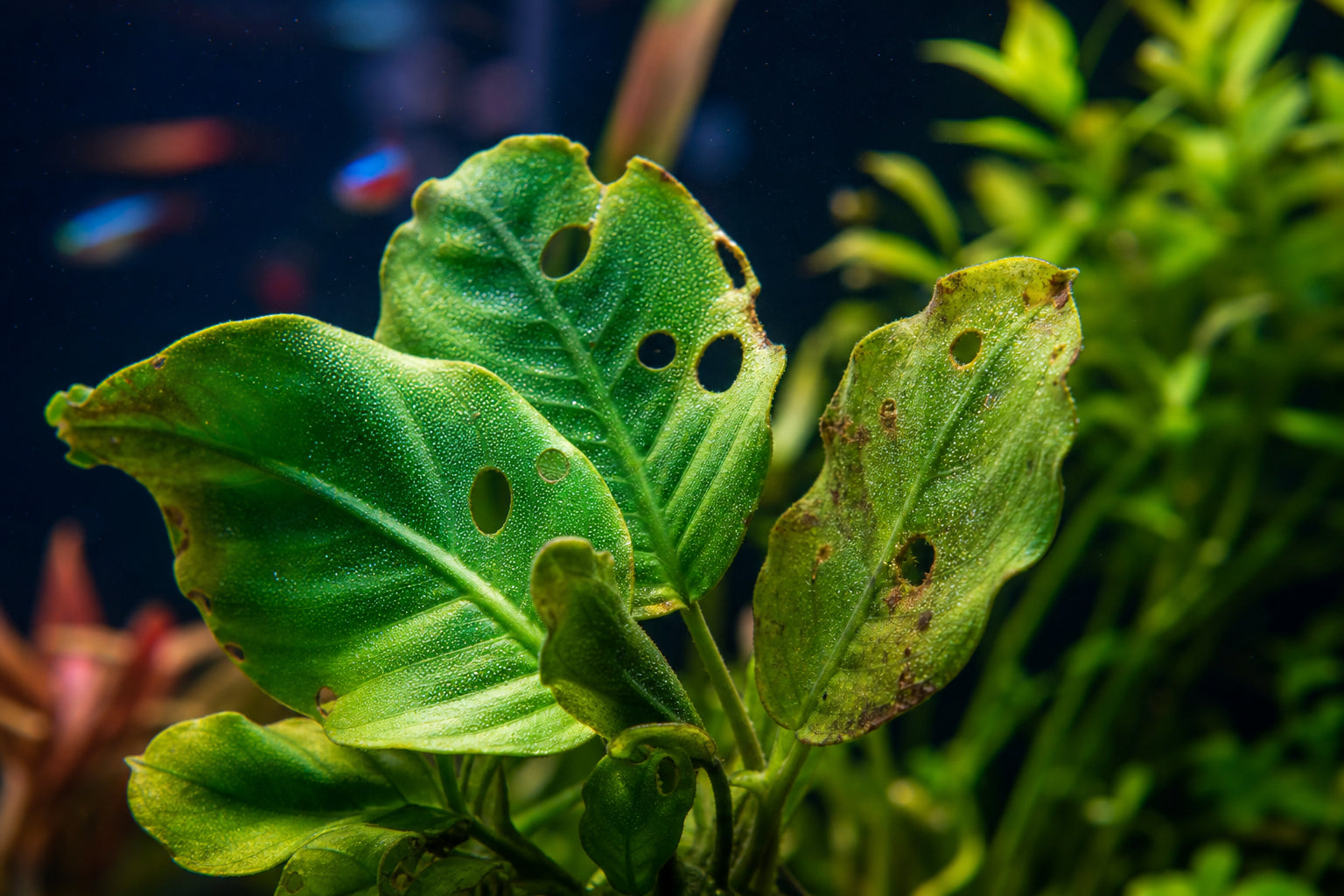 Holes in aquarium plant leaves caused by nutrient deficiency, not snails