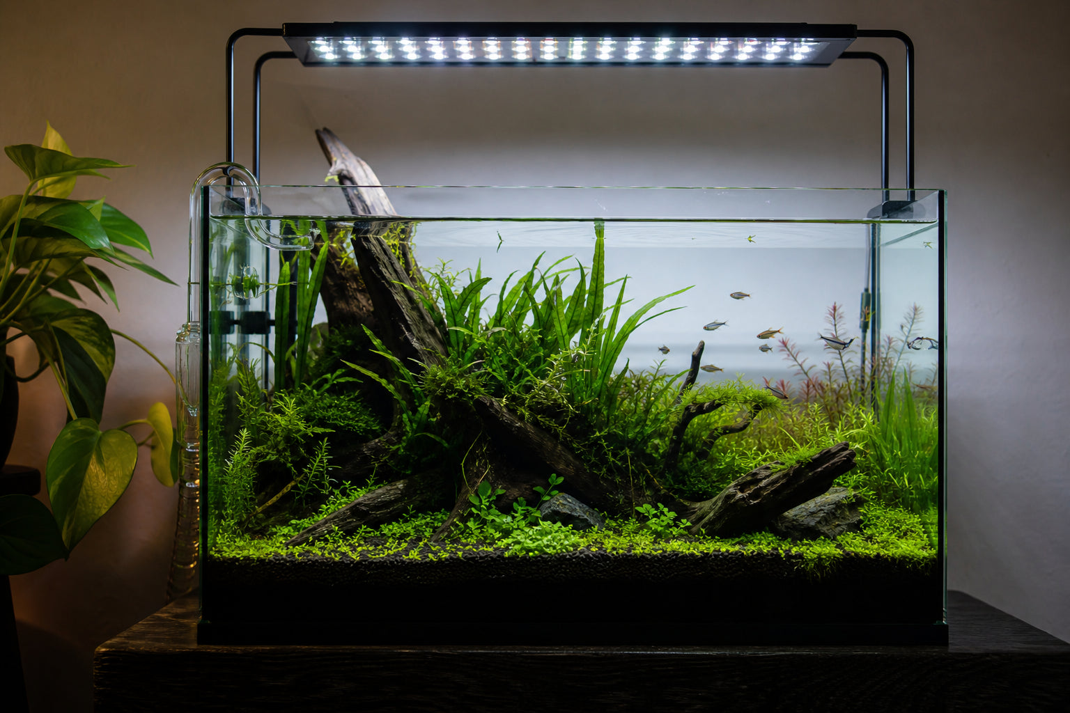 Best Aquarium Plants for 29-Gallon Tanks: Complete Stocking Guide