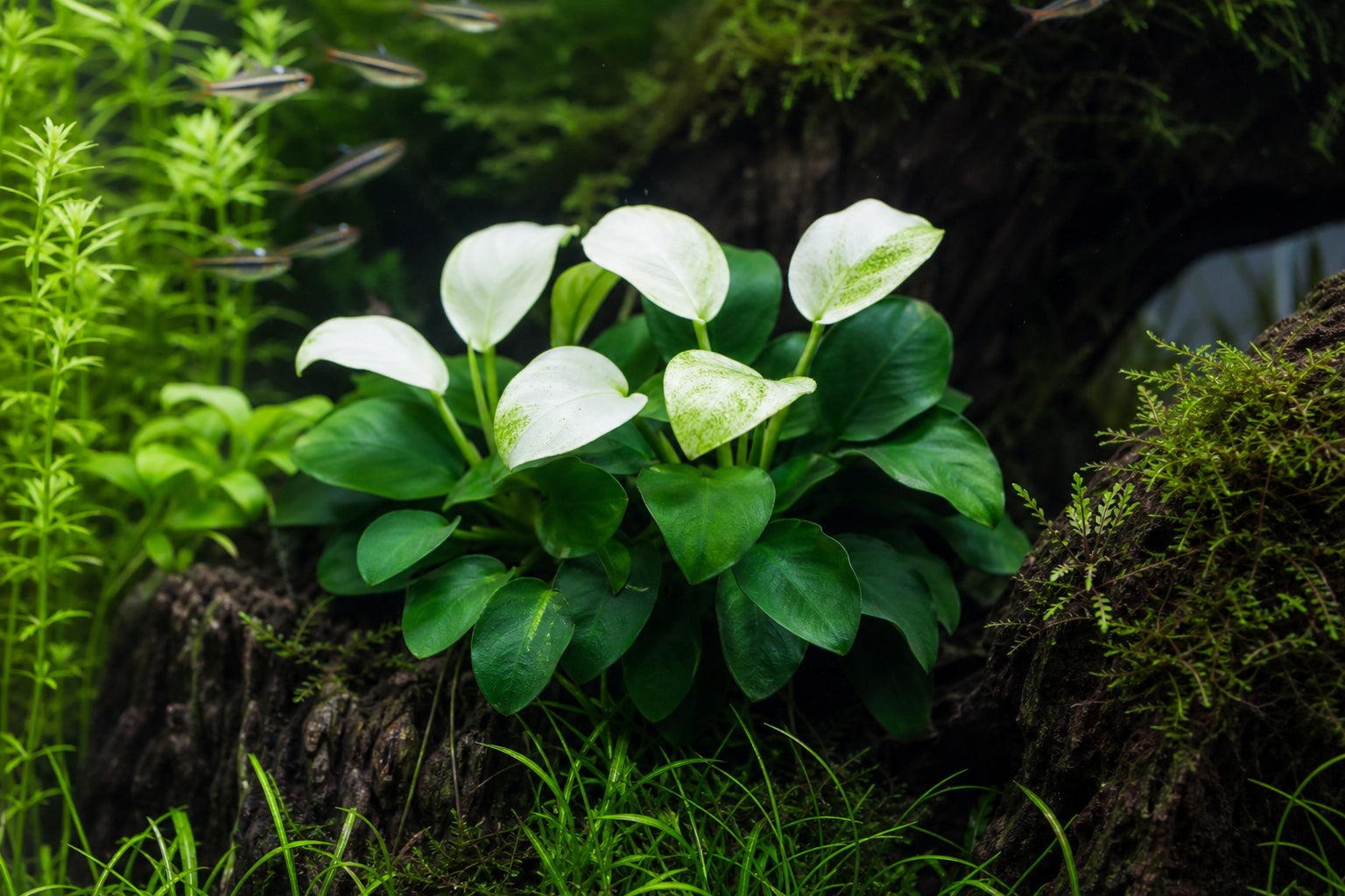 Anubias White Rose Care Guide