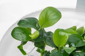 Exploring the Underwater Charm of Anubias Nana Petite