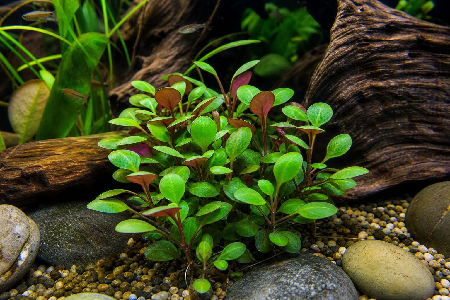 Dwarf Cardinal Plant (Lobelia cardinalis) growing in a planted aquarium with driftwood and river stones