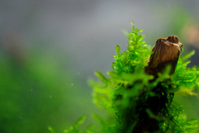 Unlocking the Beauty of Your Aquarium with Willow Moss: A Complete Guide