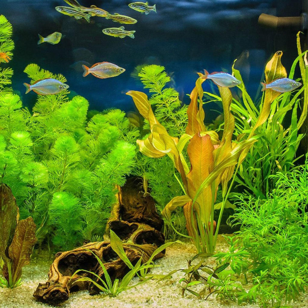 Aquarium Plants