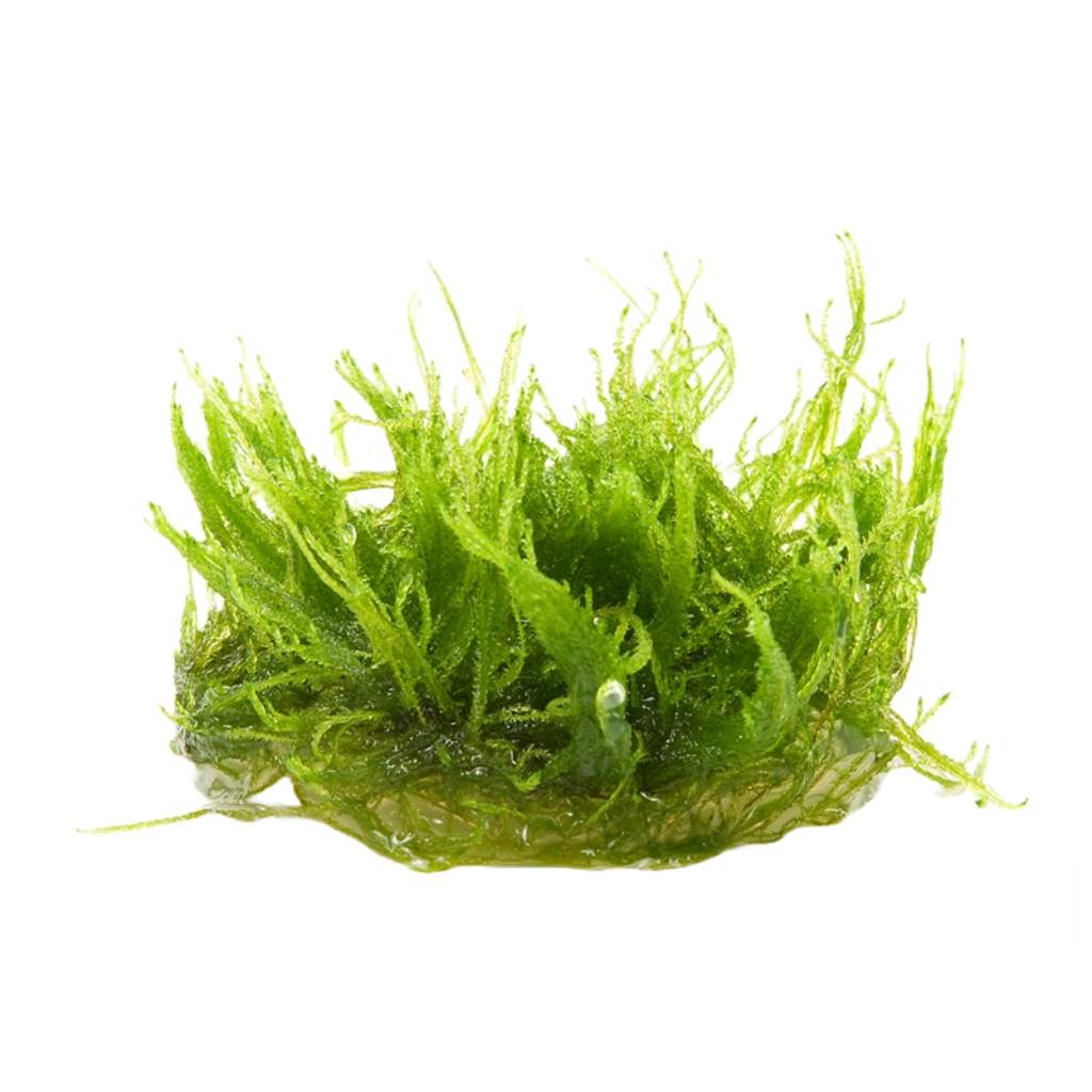 Moss